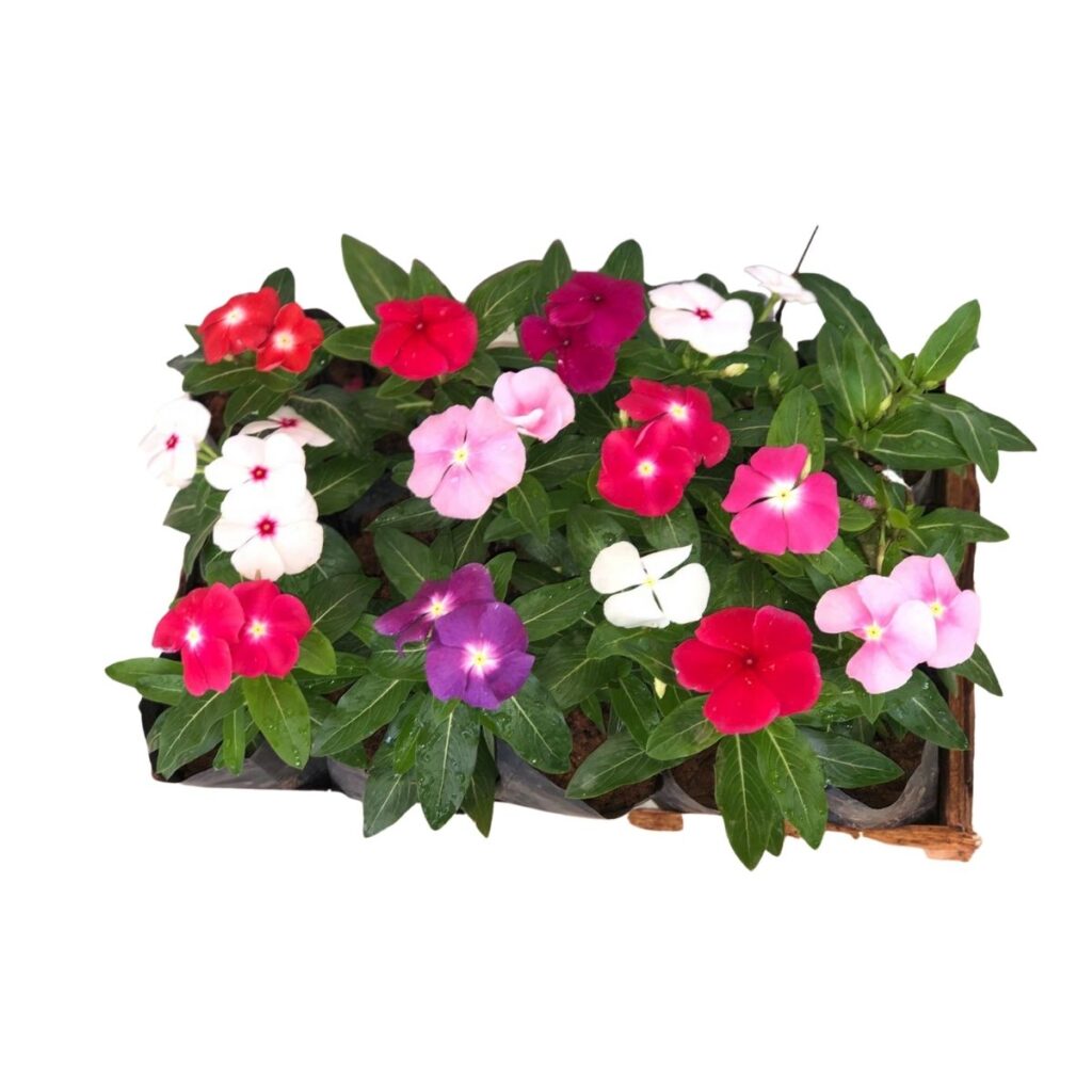 Vinca de Madagascar Sortidas - Catharantus Roseas No Saquinho