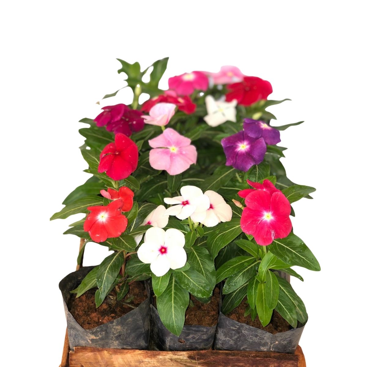 Vinca de Madagascar Sortidas - Catharantus Roseas No Saquinho - Imagem 3