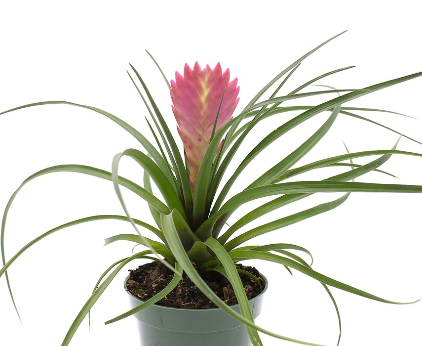 Bromélia Tillandsia Cyanea Pote 10