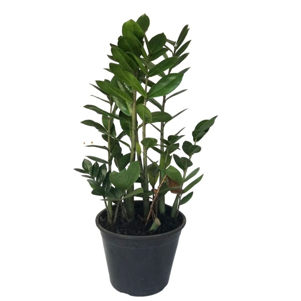 Zamioculcas - Zamioculcas zamiifolia - Pote 24