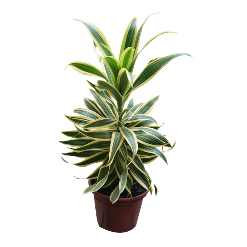 Dracena Preomele Verde (Dracaena reflexa) Pote 24 1,5m