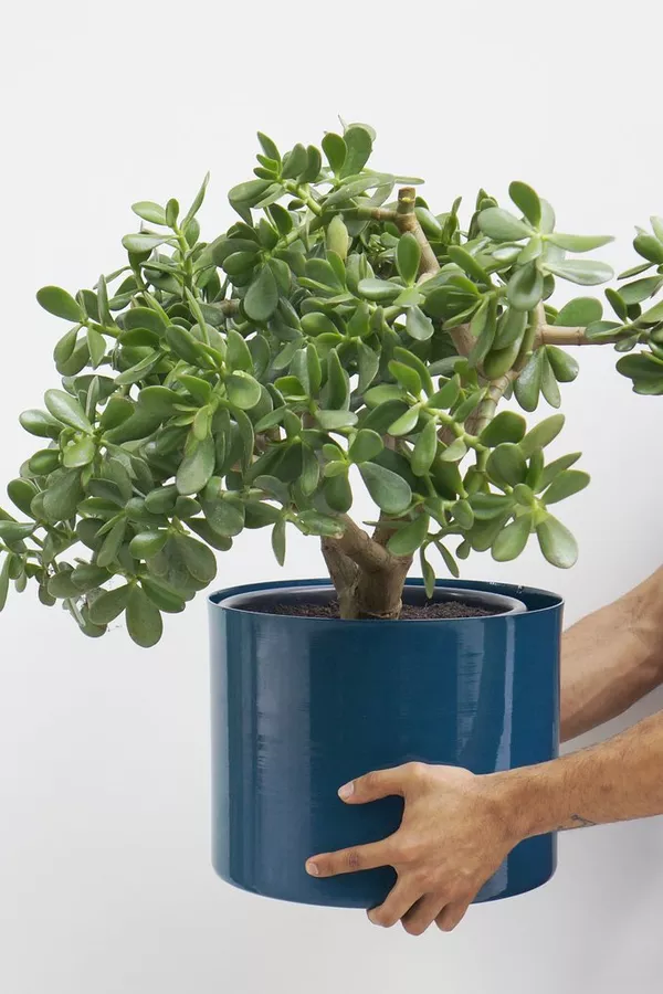 Mini Jade - Crassula Ovata - Atrai Sorte, Dinheiro, Prosperidade Pote 11 - Imagem 6