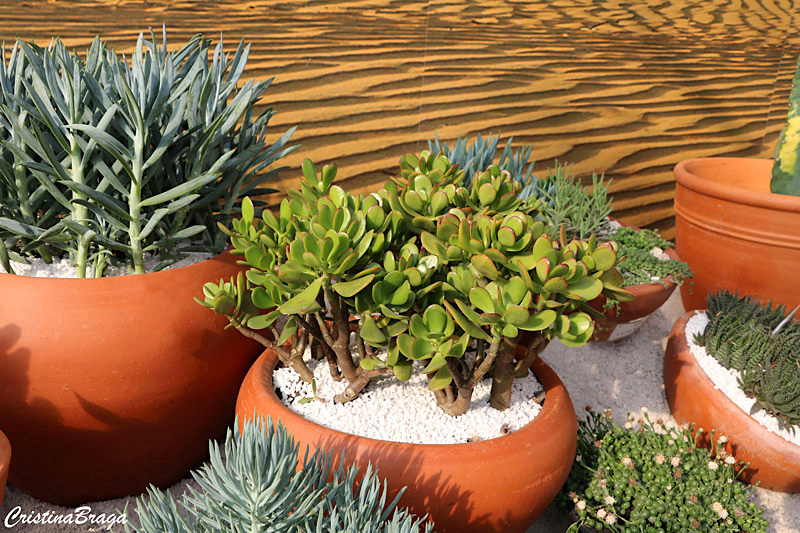 Mini Jade - Crassula Ovata - Atrai Sorte, Dinheiro, Prosperidade Pote 11 - Imagem 5