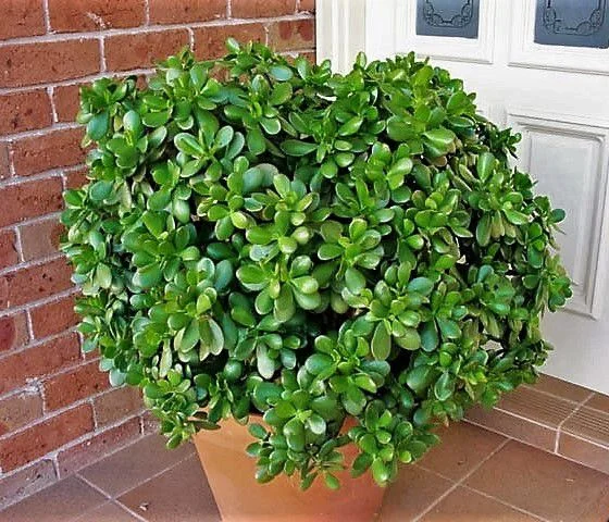 Mini Jade - Crassula Ovata - Atrai Sorte, Dinheiro, Prosperidade Pote 11 - Imagem 4