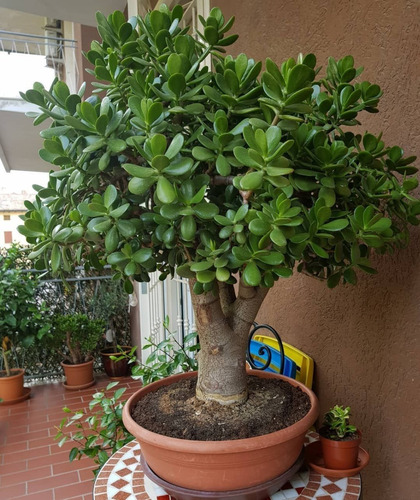 Mini Jade - Crassula Ovata - Atrai Sorte, Dinheiro, Prosperidade Pote 11 - Imagem 7