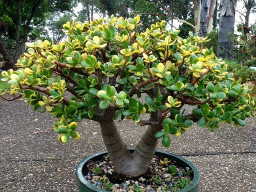 Mini Jade - Crassula Ovata - Atrai Sorte, Dinheiro, Prosperidade Pote 11 - Imagem 8