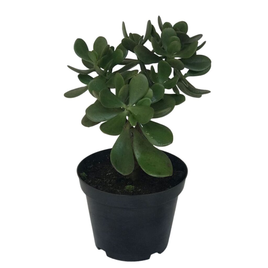 Jade - Crassula Ovata - Atrai Sorte, Dinheiro, Prosperidade Pote 14