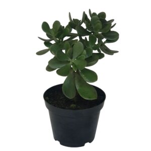 Jade - Crassula Ovata - Atrai Sorte, Dinheiro, Prosperidade Pote 14