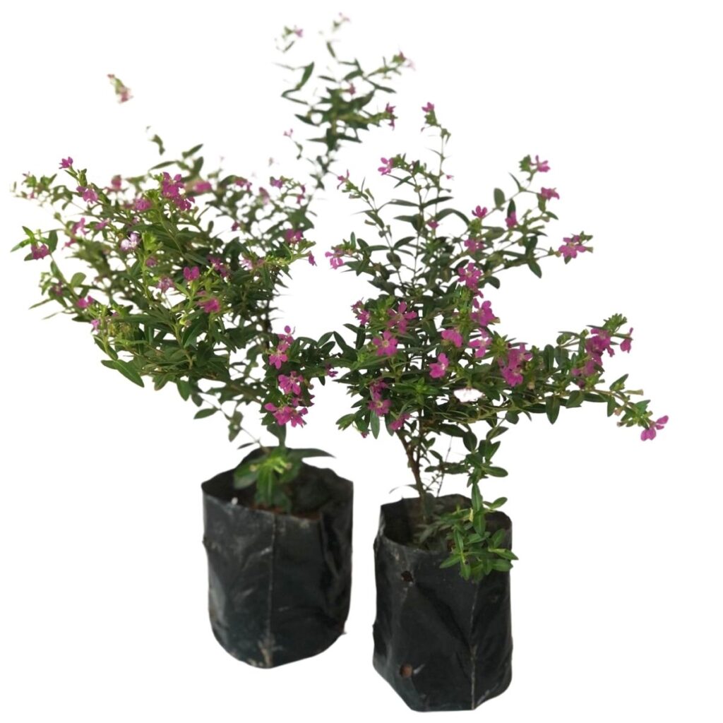 Erika Roxa - Erica Cuphea hyssopifolia - No Saquinho