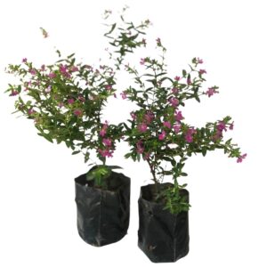 Erika Roxa - Erica Cuphea hyssopifolia - No Saquinho