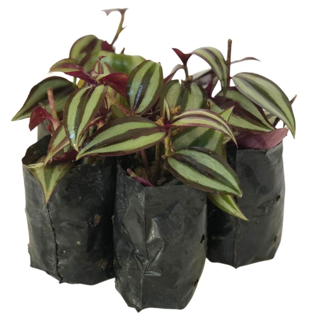 Lambari Zebrina - Tradescantia Zebrina no Saquinho