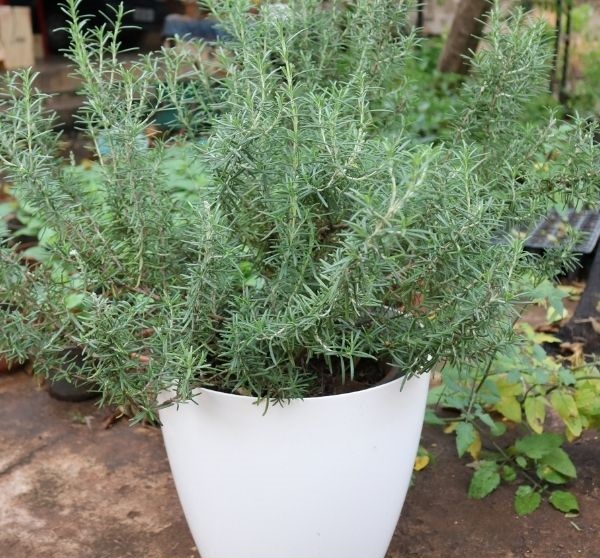 2 Mudas De Alecrim, Rosmarinus officinalis no Saquinho - Imagem 2