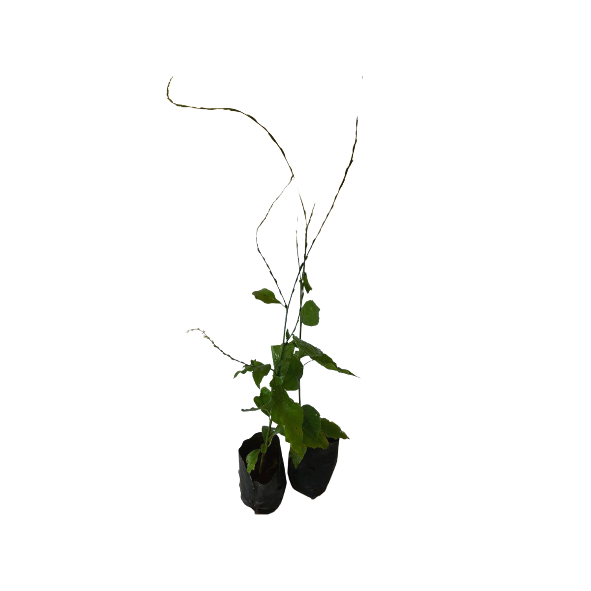 Guiné - Petiveria tetrandra — foto 2