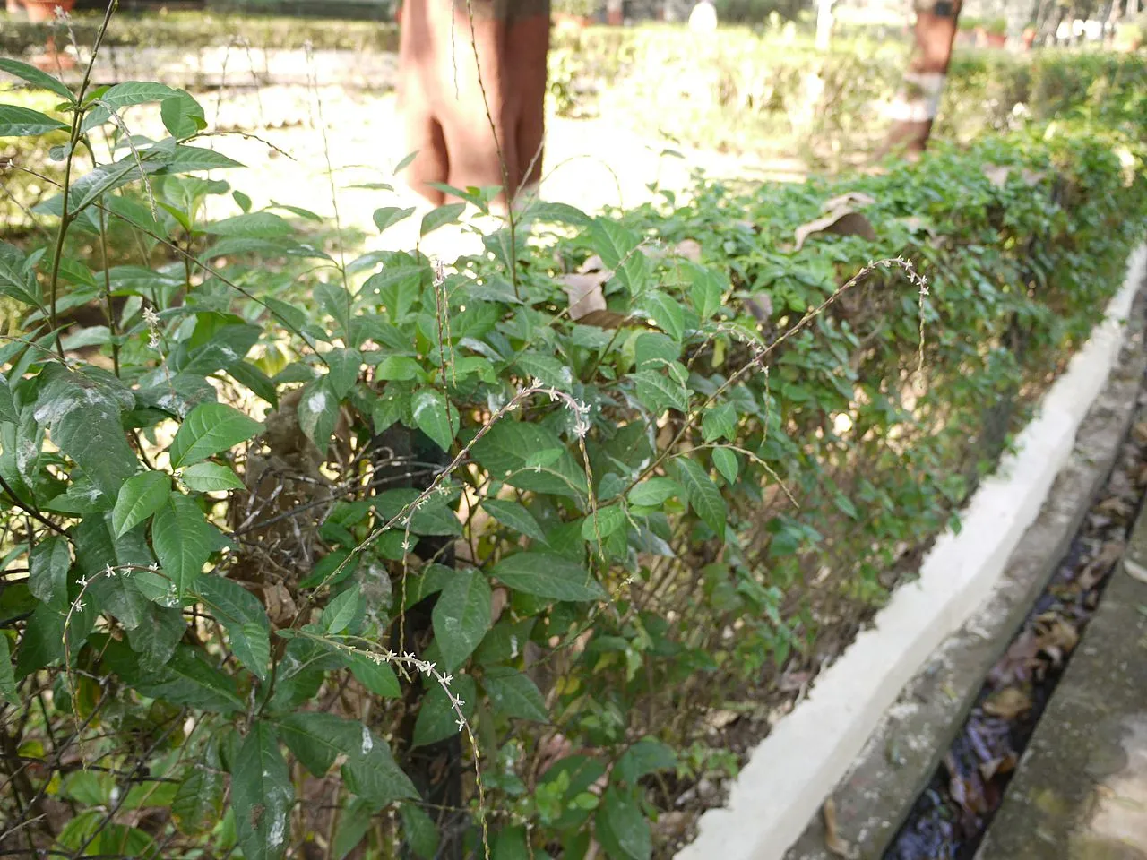 Guiné - Petiveria tetrandra — foto 5