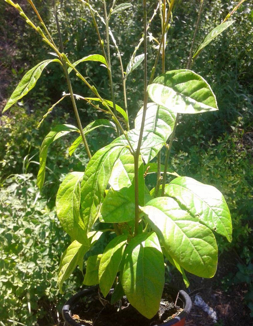 Guiné - Petiveria tetrandra — foto 4