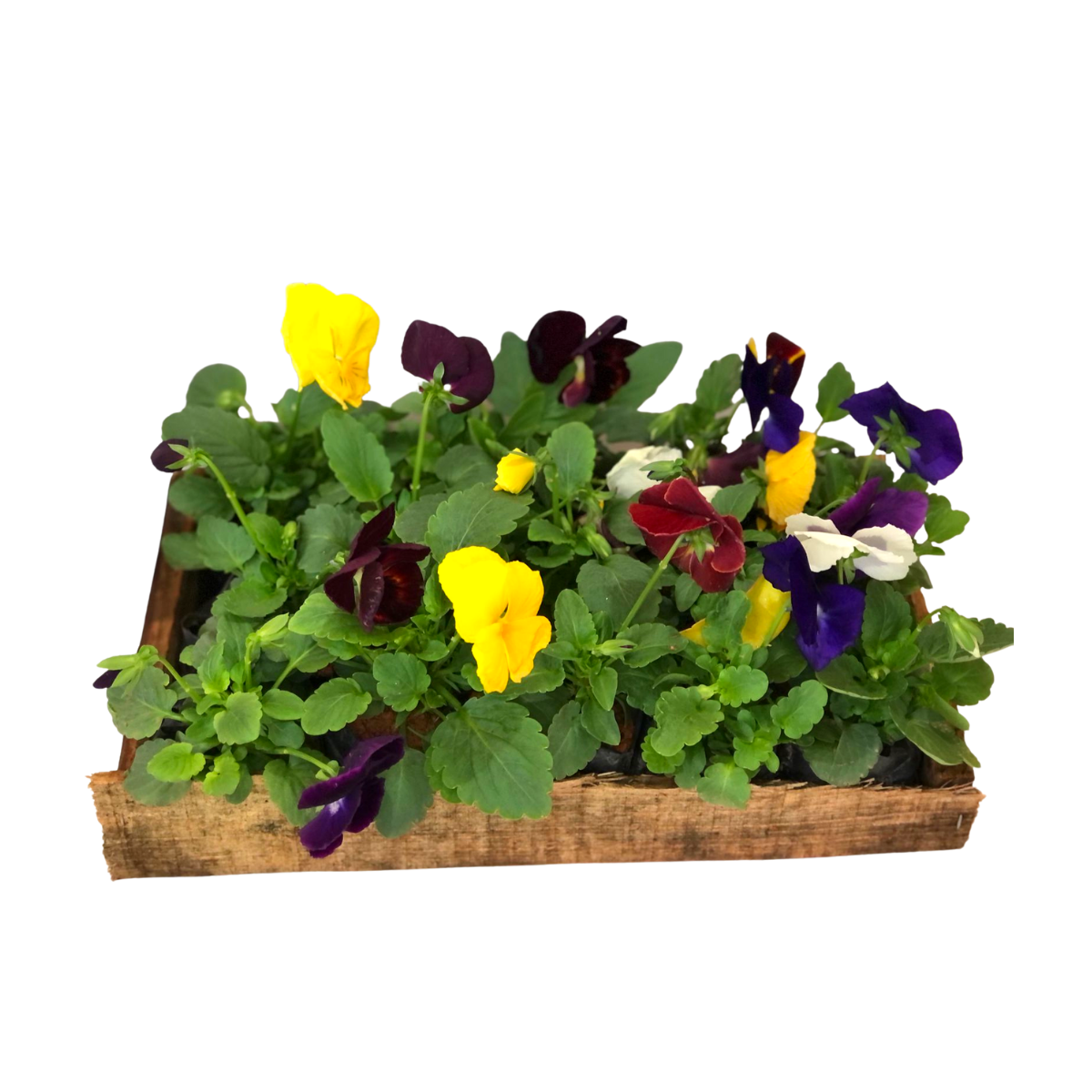 Amor Perfeito Liso - Torenia Fournieri - Saquinho - Imagem 3