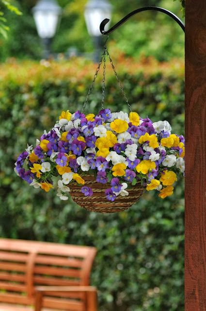 Amor Perfeito Liso - Torenia Fournieri - Saquinho - Imagem 4