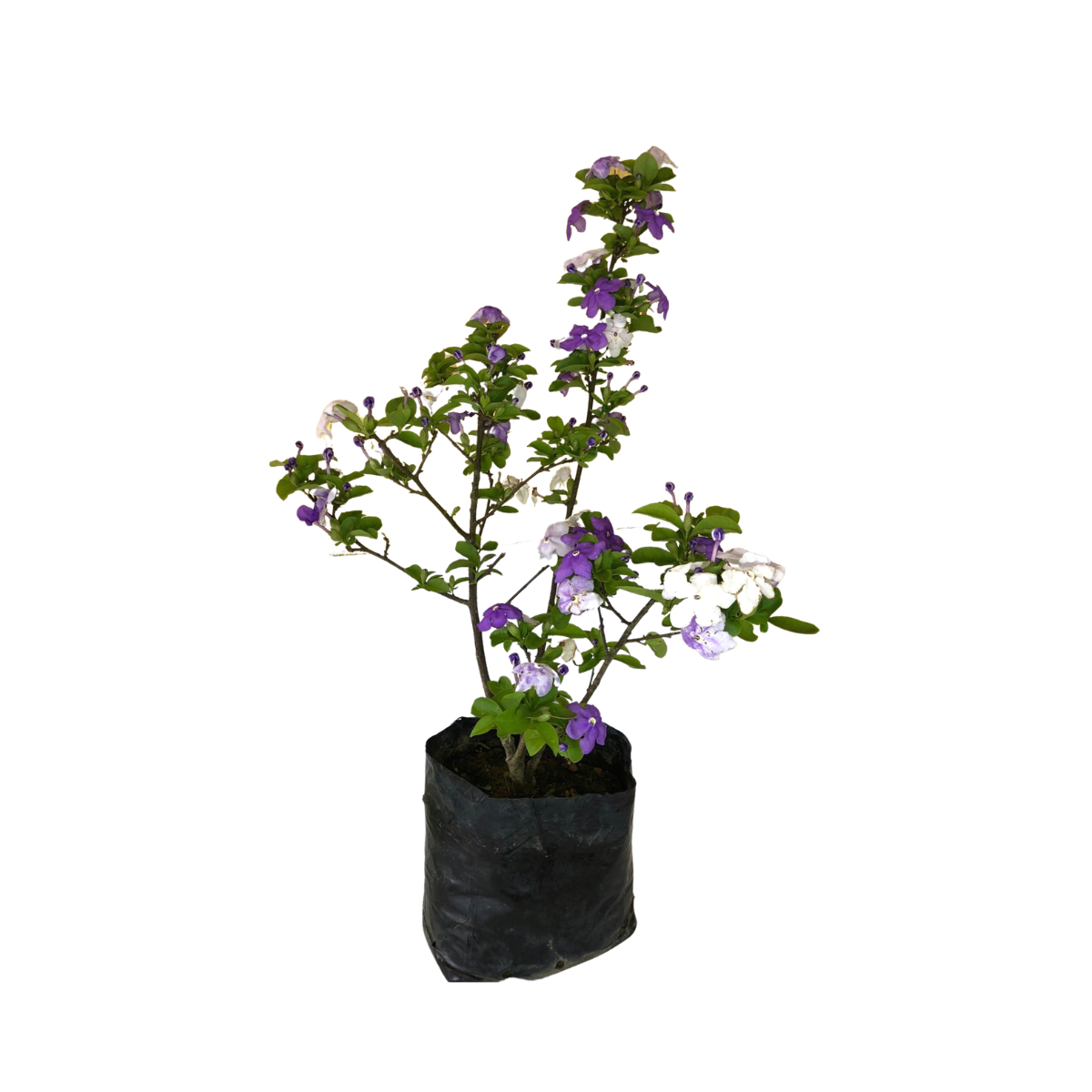 Manacá de Jardim Cheiro (Brunfelsia uniflora) - 70cm