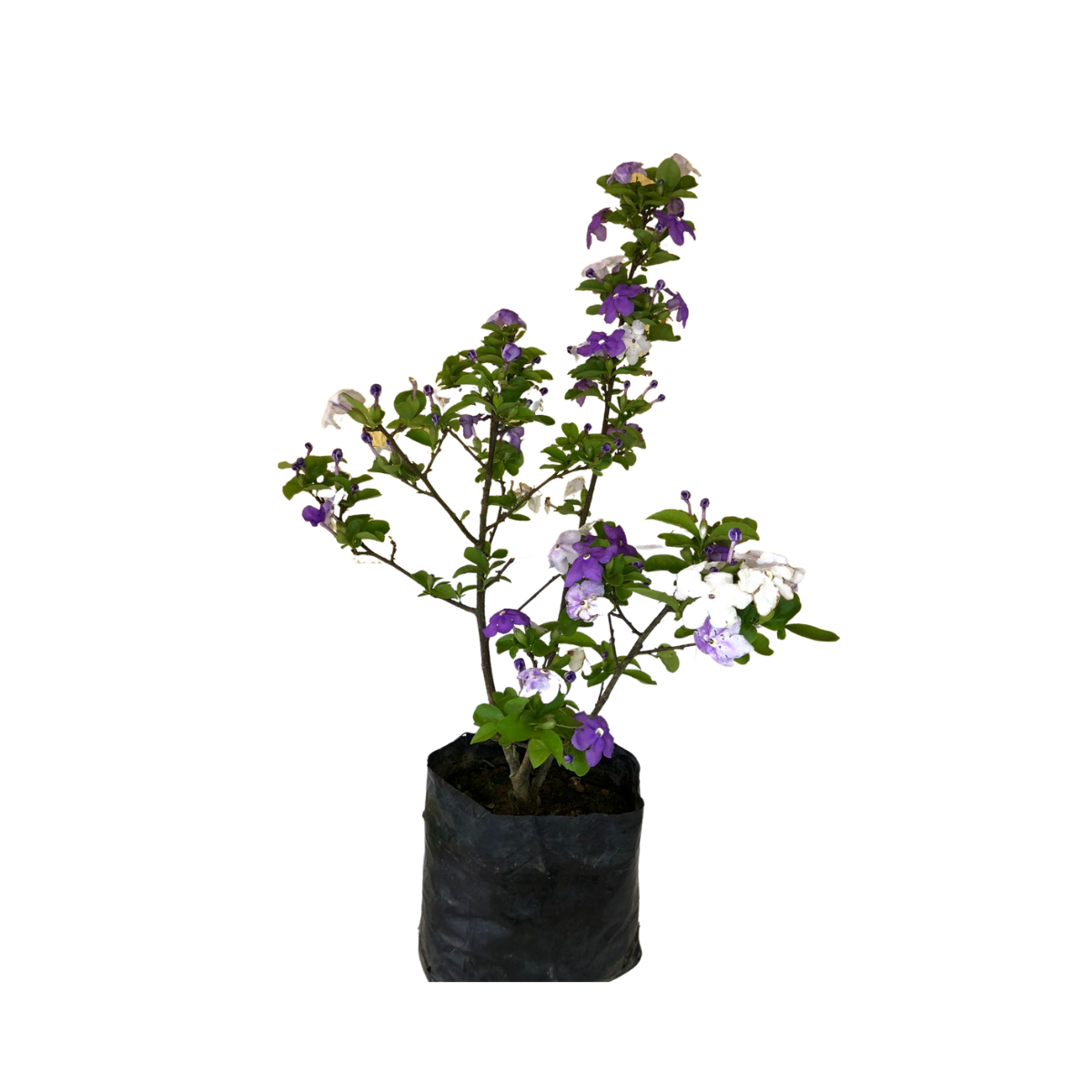 Manacá de Jardim Cheiro (Brunfelsia uniflora) - 70cm - Imagem 2