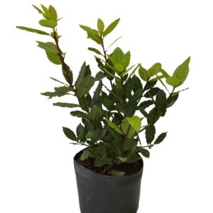 Louro - Laurus Nobilis - Tempero