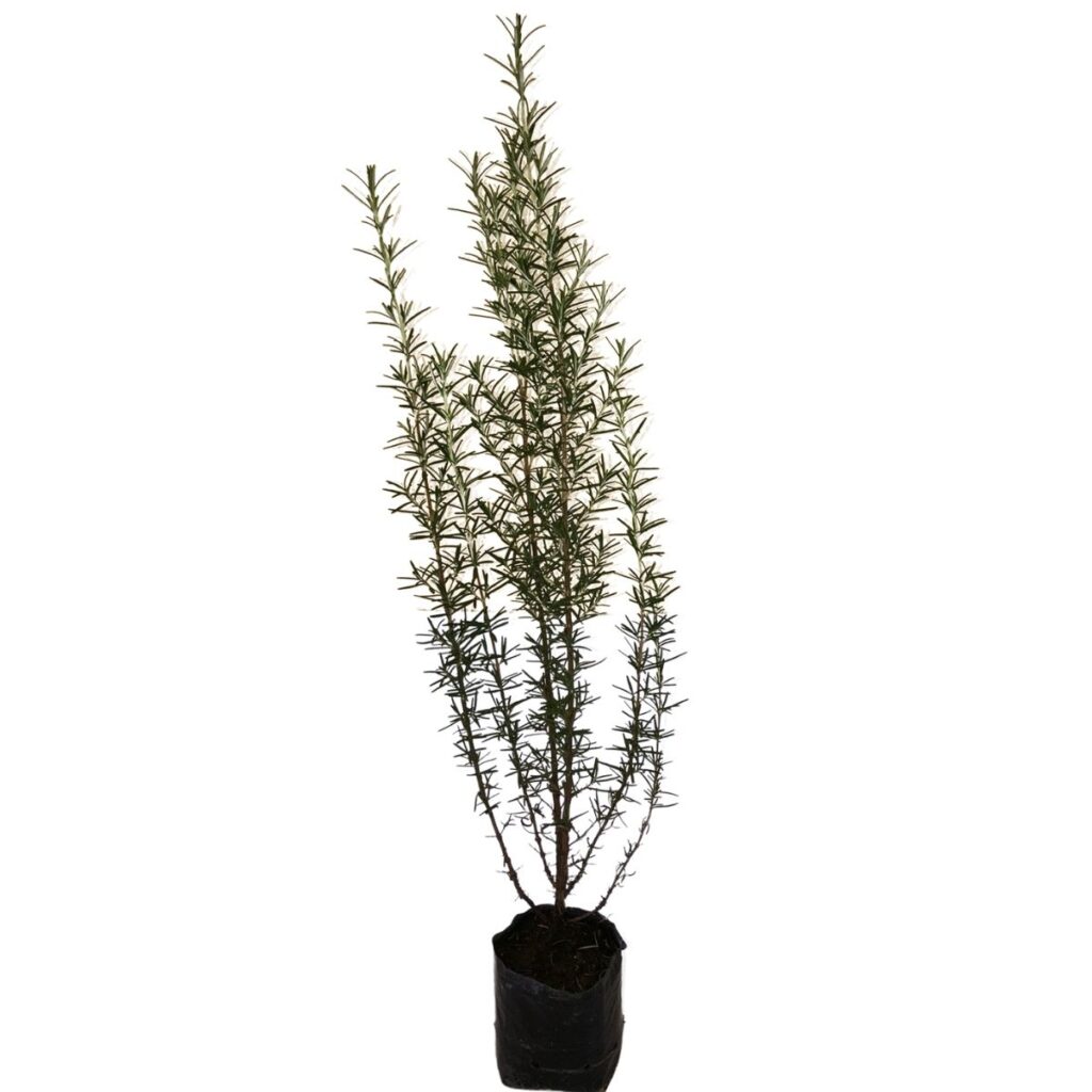 Alecrim, Rosmarinus officinalis no Saquinho