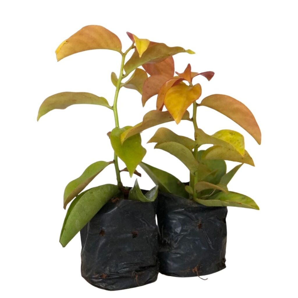 Ora-Pró-Nobis Trepadeira Limão Flor Branca No Saquinho