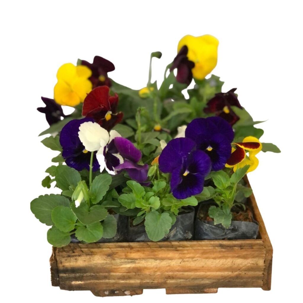 Amor Perfeito Liso - Torenia Fournieri - Saquinho