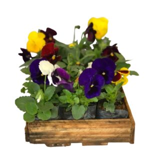Amor Perfeito Liso - Torenia Fournieri - Saquinho