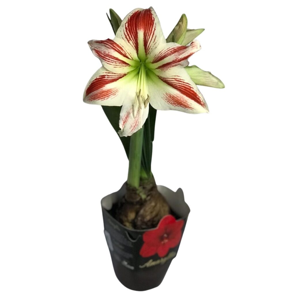 Amarilis Amaryllis - Flor Branca Flor da Imperatriz Pote 14