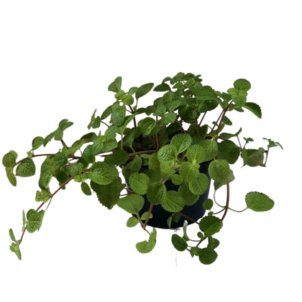 Dinheiro em penca – Pilea nummulariifolia