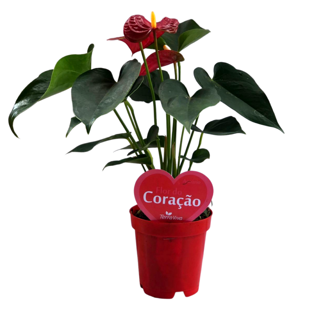 Antúrio Vermelho Anthurium Esudo Pote 12