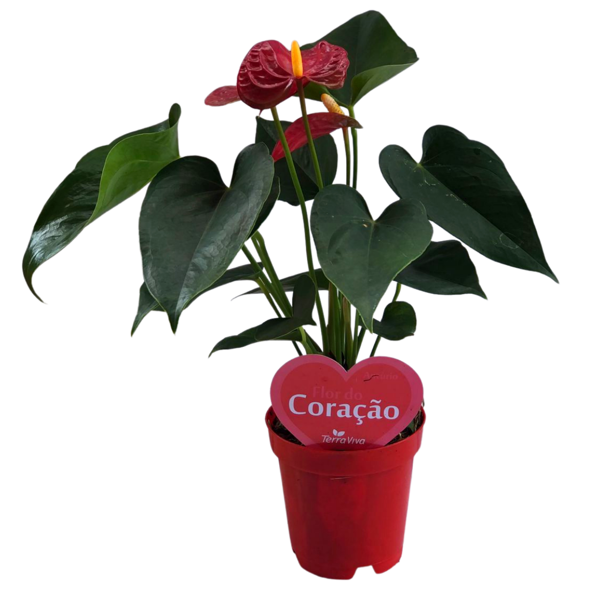 Antúrio Vermelho Anthurium Esudo Pote 12 - Imagem 2