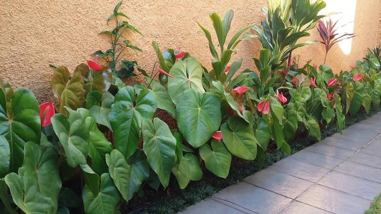 Antúrio Vermelho Anthurium Esudo Pote 12 - Imagem 5