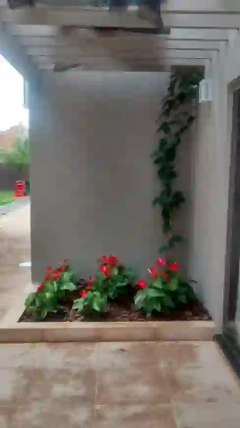 Antúrio Vermelho Anthurium Esudo Pote 12 - Imagem 6