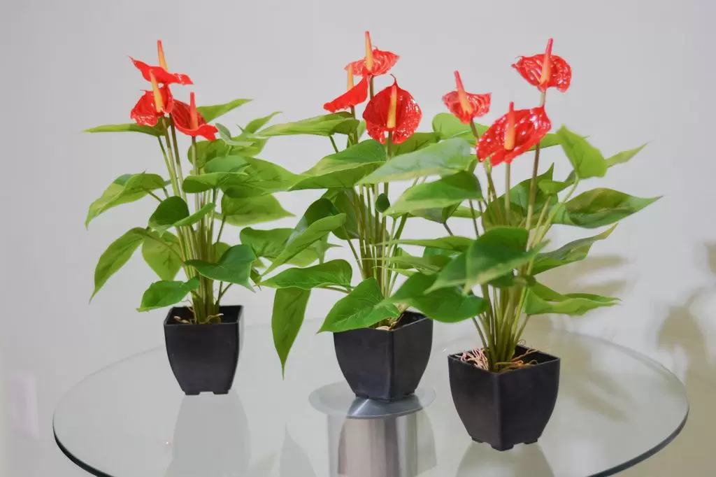 Antúrio Vermelho Anthurium Esudo Pote 12 - Imagem 7