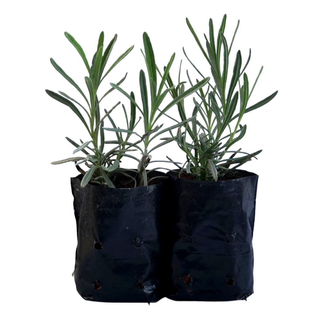 Alfazema Lavanda Inglesa - Lavandula angustifolia - No Saquinho