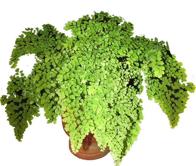 Avenca - cabelo-de-vénus - capillus-veneris - Pote 13 - Imagem 5