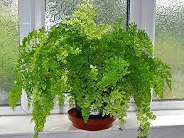 Avenca - cabelo-de-vénus - capillus-veneris - Pote 13 - Imagem 6