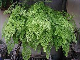 Avenca - cabelo-de-vénus - capillus-veneris - Pote 13 - Imagem 8