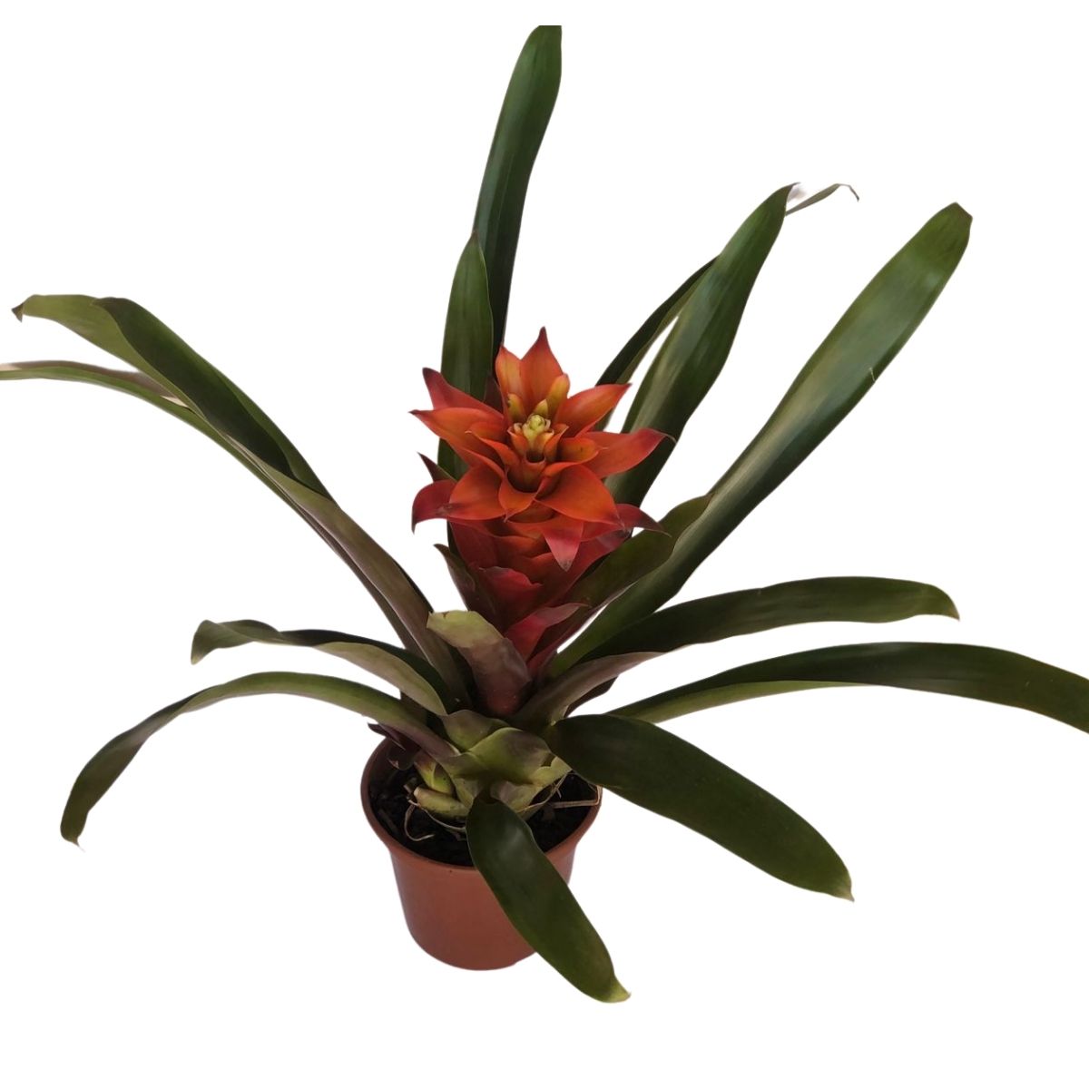 Bromélia Guzmania - Mandina Fogo - Flor Laranja PT 14 — foto 2