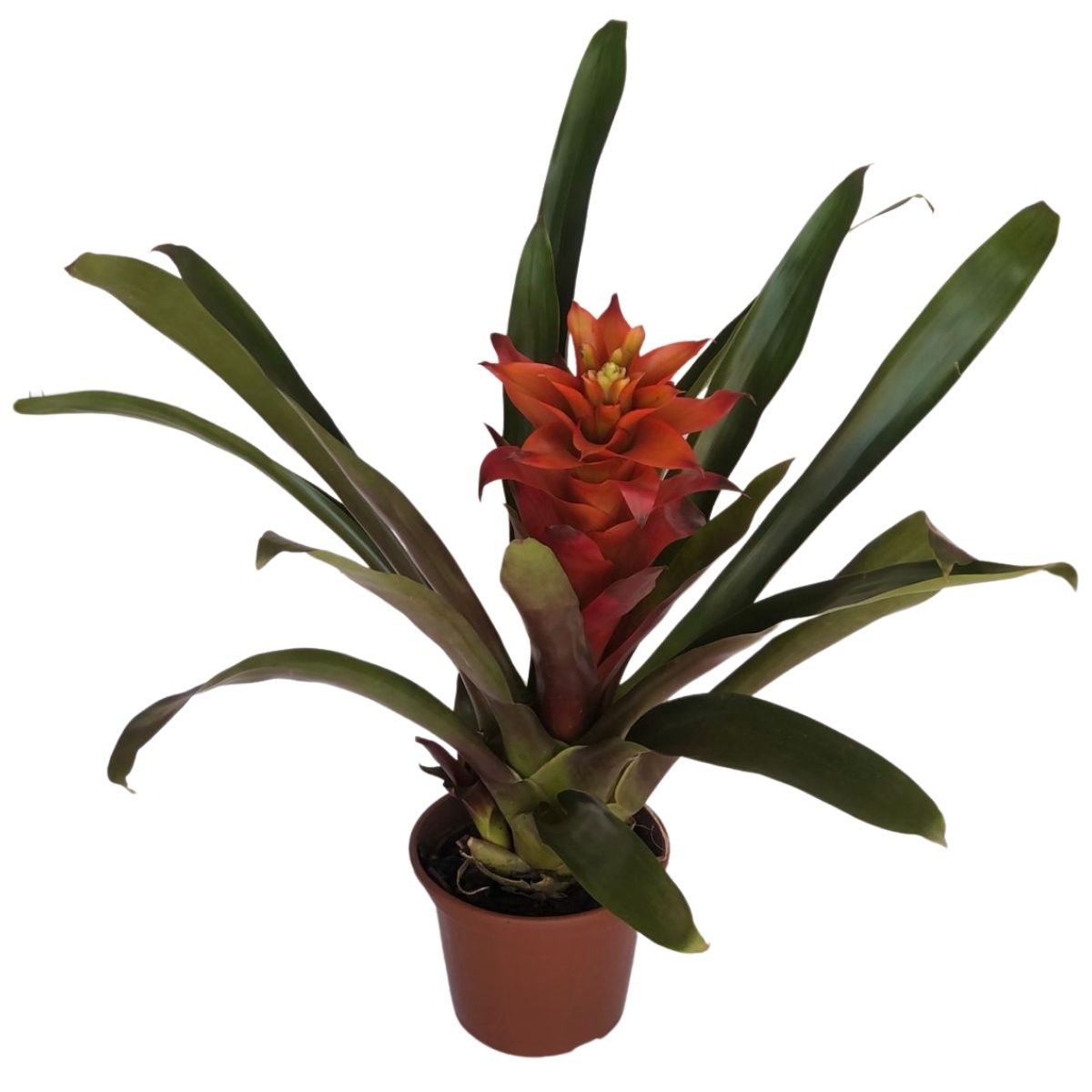 Bromélia Guzmania - Mandina Fogo - Flor Laranja PT 14 — foto 3