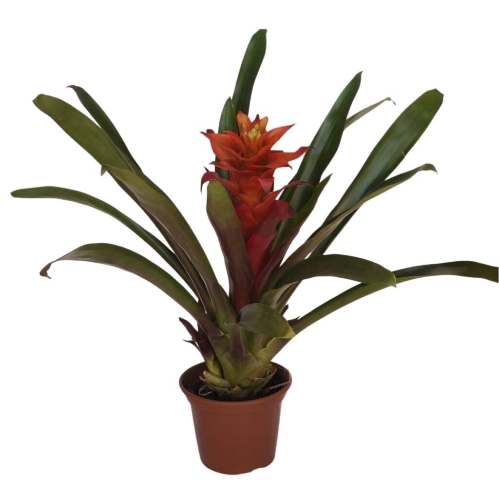 Bromélia Guzmania - Mandina Fogo - Flor Laranja PT 14