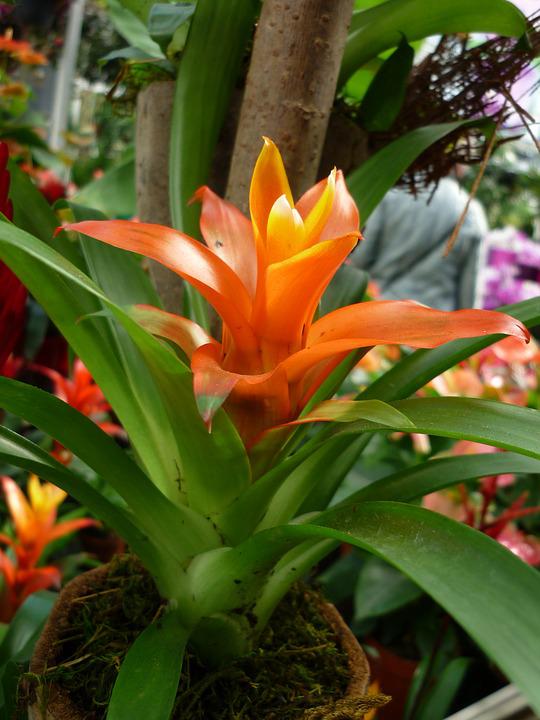 Bromélia Guzmania - Mandina Fogo - Flor Laranja PT 14 — foto 5