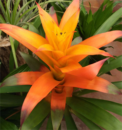 Bromélia Guzmania - Mandina Fogo - Flor Laranja PT 14 — foto 4