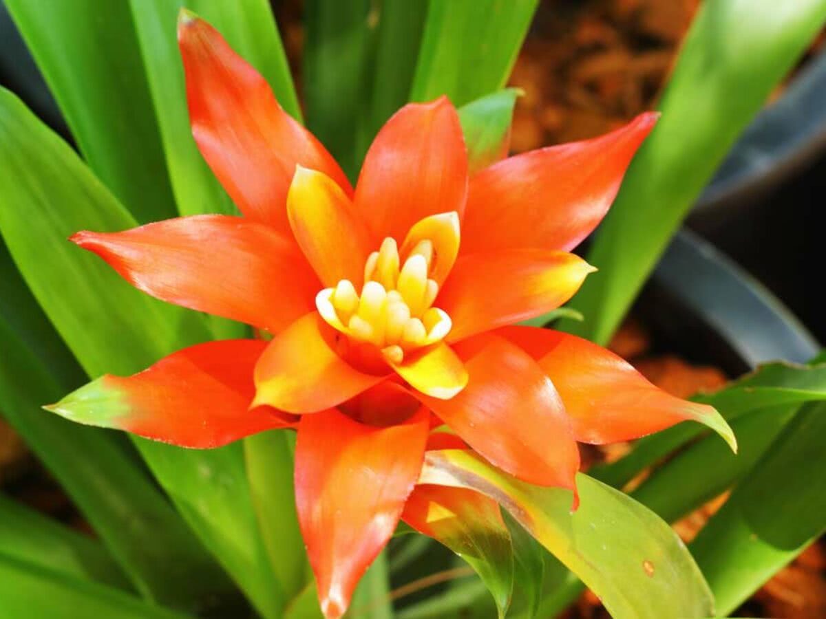 Bromélia Guzmania - Mandina Fogo - Flor Laranja PT 14 — foto 6
