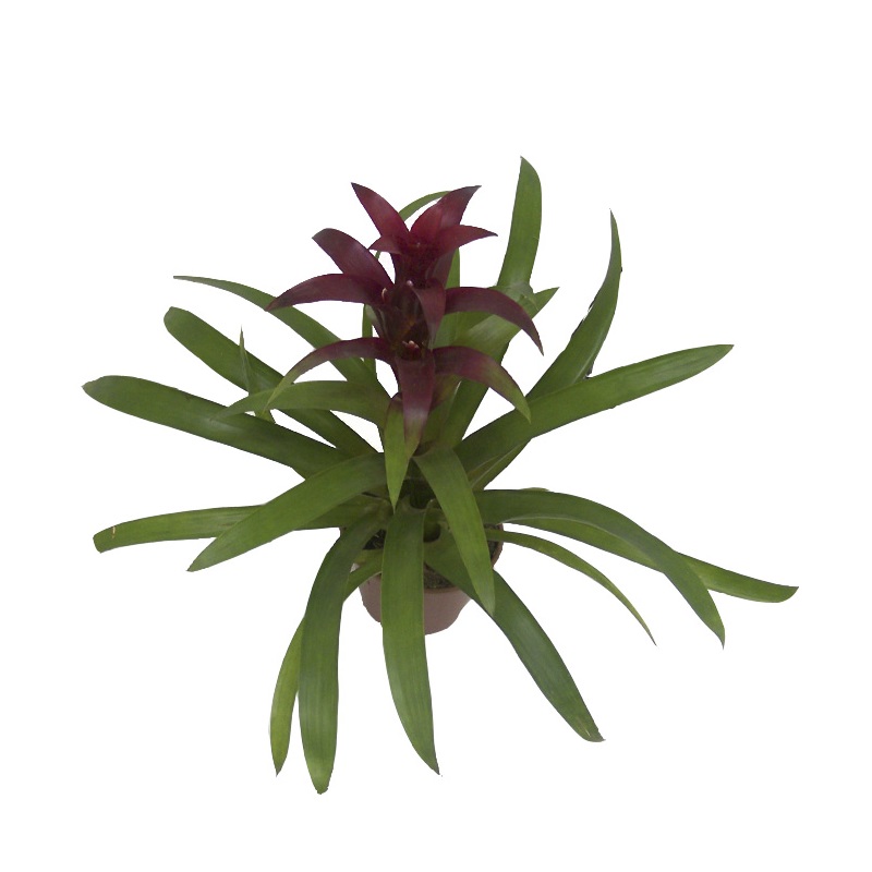 Bromélia Guzmania - Bromelia Gusmania - Flor Roxa PT 20