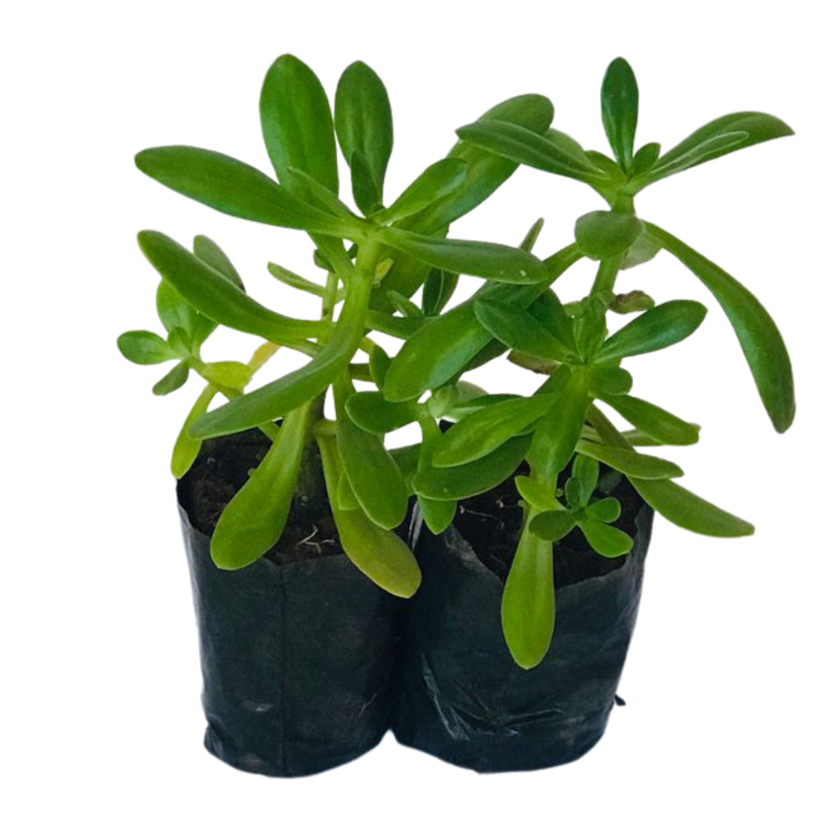 Suculenta Bálsamo - Sedum dendroideum - No Saquinho