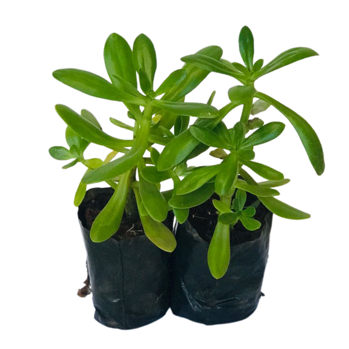 Suculenta Bálsamo - Sedum dendroideum - No Saquinho - Imagem 2