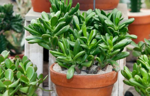 Suculenta Bálsamo - Sedum dendroideum - No Saquinho - Imagem 5