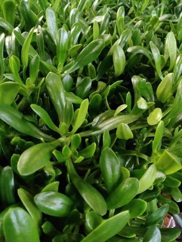Suculenta Bálsamo - Sedum dendroideum - No Saquinho - Imagem 3